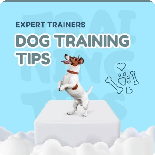 Expert Dog Training Tips