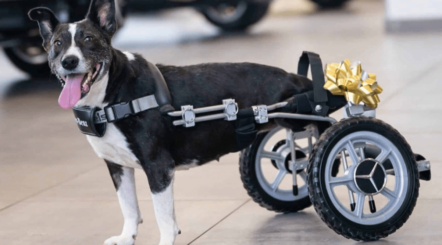 Rescue Dog Gifted Custom Wheelchair by Mercedes Benz After Car Accident