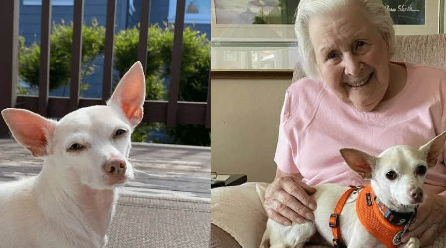 Senior Chihuahua Brings Happiness to 100-Year-Old Woman