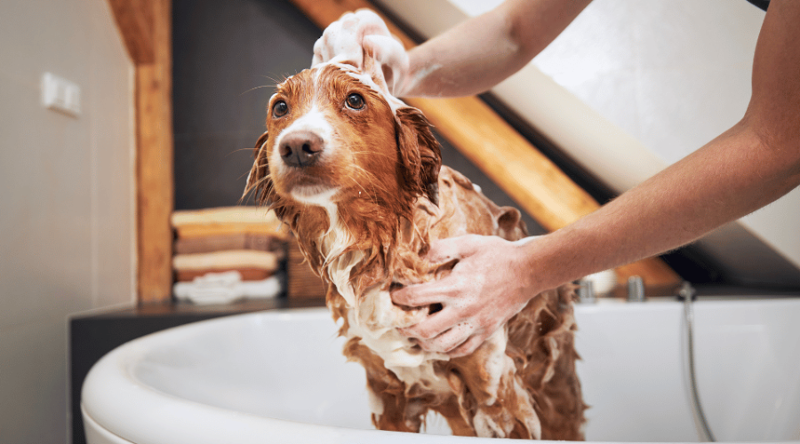 diy dog bath
